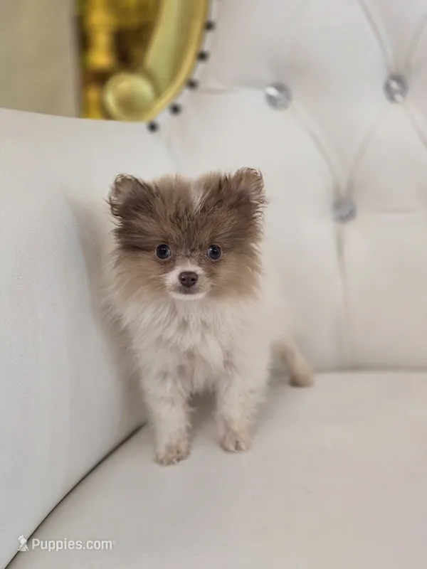 Lily – Pomeranian puppy for sale in Forney, TX