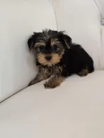 Barbie, a female Yorkshire Terrier for sale in Forney, TX – Photo 3 of 3