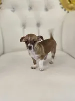 Raine, a female Chihuahua for sale in Forney, TX – 1 of 4