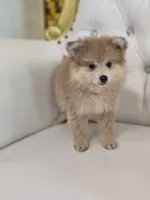 Buddy, a male Pomeranian for sale in Forney, TX – 2 of 4