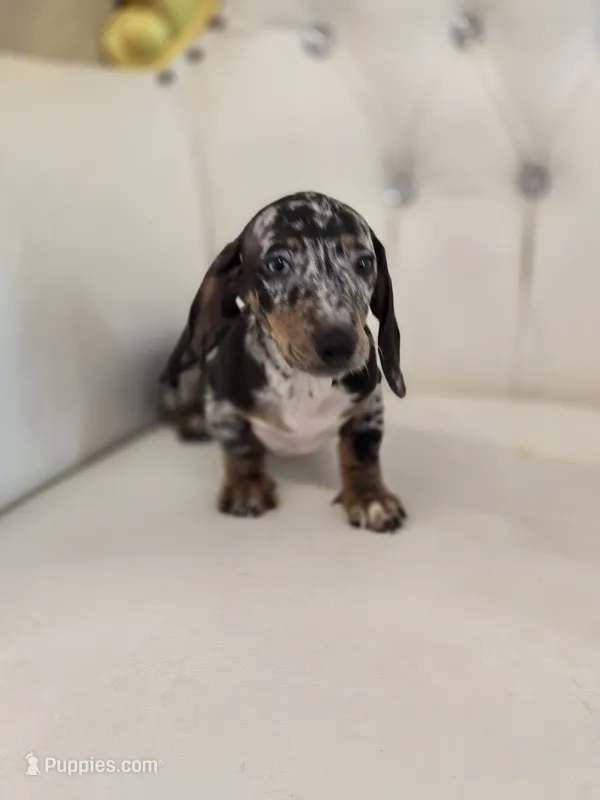Jazzy – Miniature Dachshund puppy for sale in Forney, TX