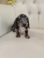 Jazzy, a female Miniature Dachshund for sale in Forney, TX – 1 of 6