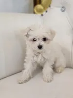 Snowflake, a female Maltese for sale in Forney, TX – Photo 2 of 3