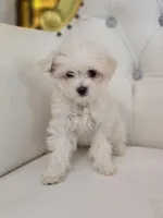 Snowflake, a female Maltese for sale in Forney, TX – Photo 1 of 3