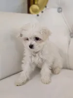 Snowflake, a female Maltese for sale in Forney, TX – Photo 3 of 3