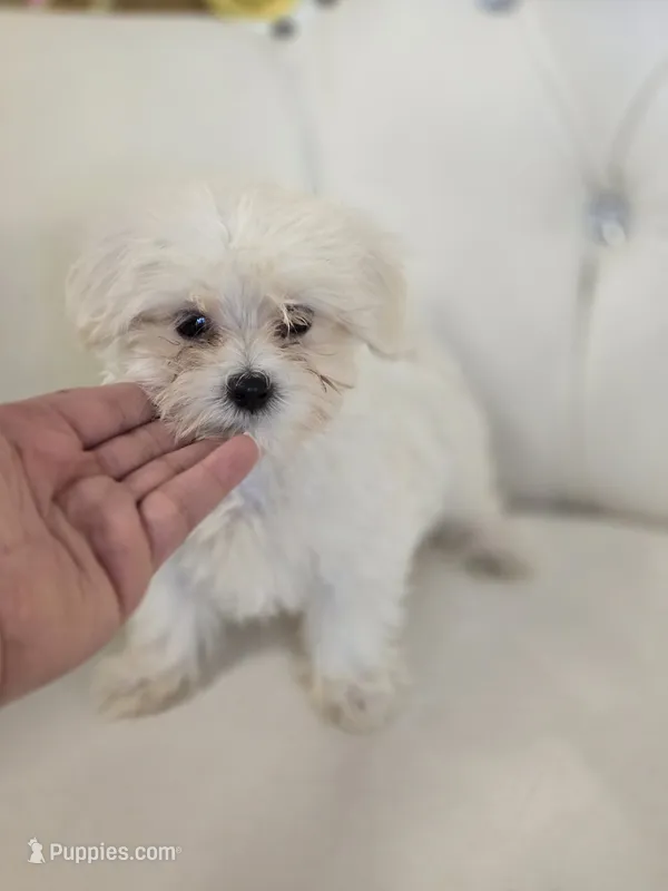 Snowy, a female Maltipoo for sale in Forney, TX – 1 of 2