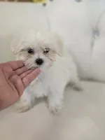 Snowy, a female Maltipoo for sale in Forney, TX – 1 of 2
