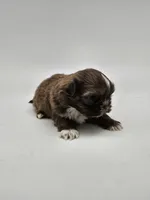 Sadie, a female Shih Tzu for sale in Forney, TX – 2 of 2