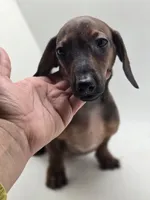 Bruno, a male Miniature Dachshund for sale in Forney, TX – 4 of 6
