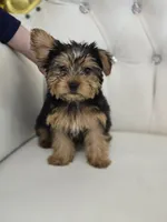 Star, a female Yorkshire Terrier for sale in Forney, TX – Photo 2 of 5