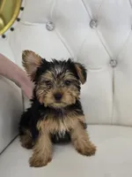 Star, a female Yorkshire Terrier for sale in Forney, TX – Photo 1 of 5