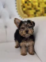 Star, a female Yorkshire Terrier for sale in Forney, TX – Photo 3 of 5