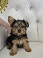 Star, a female Yorkshire Terrier for sale in Forney, TX – Photo 4 of 5