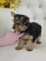 Star, a female Yorkshire Terrier for sale in Forney, TX – Photo 5 of 5