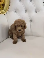 Rusty, a male Poodle - Miniature  for sale in Forney, TX – 3 of 5