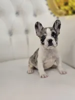 Bumpy, a female French Bulldog for sale in Forney, TX – 2 of 6