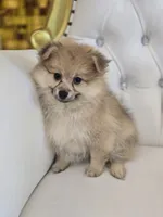 Bubbles, a male Pomeranian for sale in Forney, TX – 2 of 3
