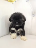 Stacey, a female Shih Tzu for sale in Forney, TX – 1 of 6