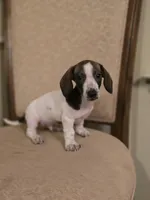 Bam Bam, a male Miniature Dachshund for sale in Forney, TX – 3 of 4