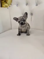 Spots, a female French Bulldog for sale in Forney, TX – 2 of 5