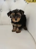 Daisy, a female Yorkshire Terrier for sale in Forney, TX – 5 of 5