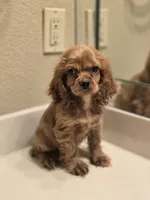 Ozzy, a male Cocker Spaniel for sale in Forney, TX – 2 of 4