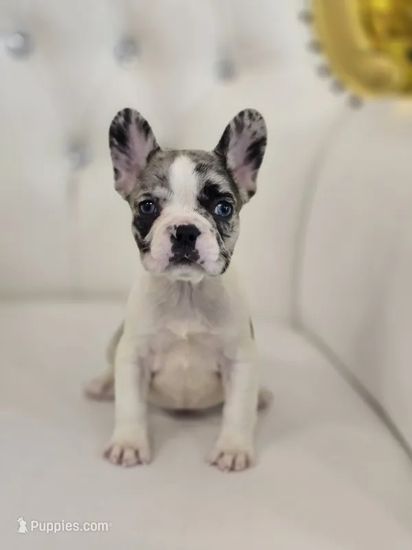 Bumpy – French Bulldog puppy for sale in Forney, TX