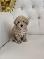 Blondie, a male Poodle - Toy  for sale in Forney, TX – 3 of 6
