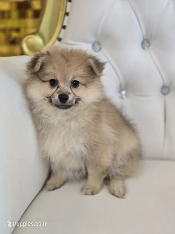 Bubbles – Pomeranian puppy for sale in Forney, TX