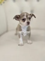 Lola, a female Chihuahua for sale in Forney, TX – 3 of 3