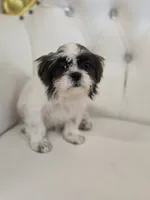 Maggie, a female Shih Tzu for sale in Forney, TX – 2 of 5