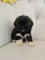 Stacey, a female Shih Tzu for sale in Forney, TX – 5 of 6