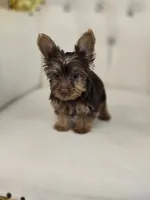 Reese , a female Yorkshire Terrier for sale in Forney, TX – 2 of 6