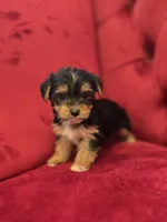 Sassy, a female Yorkshire Terrier for sale in Forney, TX – Photo 4 of 4