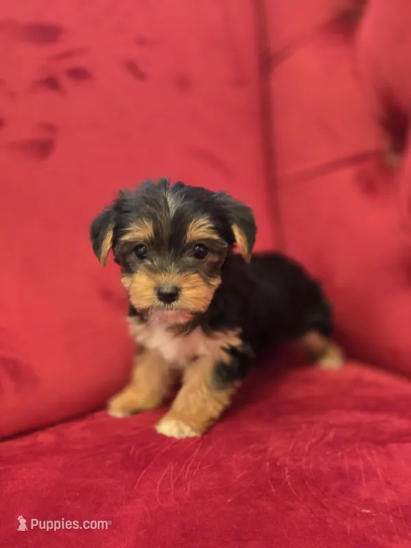 Sassy – Yorkshire Terrier puppy for sale in Forney, TX
