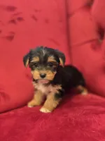 Sassy, a female Yorkshire Terrier for sale in Forney, TX – Photo 1 of 4