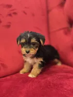 Sassy, a female Yorkshire Terrier for sale in Forney, TX – Photo 2 of 4