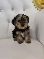 Maximus, a male Yorkshire Terrier for sale in Forney, TX – Photo 3 of 5