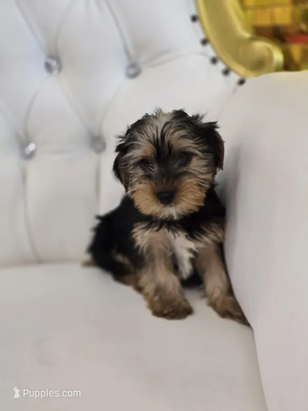 Maximus – Yorkshire Terrier puppy for sale in Forney, TX