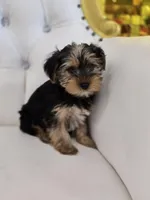 Maximus, a male Yorkshire Terrier for sale in Forney, TX – Photo 4 of 5