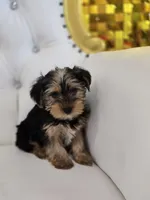 Maximus, a male Yorkshire Terrier for sale in Forney, TX – Photo 5 of 5