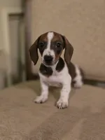 Pebbles, a female Miniature Dachshund for sale in Forney, TX – 3 of 5