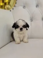 Einstein, a male Shih Tzu for sale in Forney, TX – Photo 5 of 5