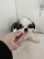 Einstein, a male Shih Tzu for sale in Forney, TX – Photo 2 of 5