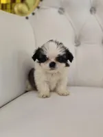 Einstein, a male Shih Tzu for sale in Forney, TX – Photo 1 of 5