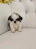 Einstein, a male Shih Tzu for sale in Forney, TX – Photo 4 of 5