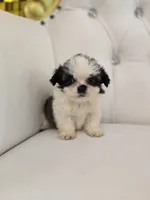 Einstein, a male Shih Tzu for sale in Forney, TX – Photo 3 of 5