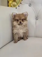 Miles, a male Pomeranian for sale in Forney, TX – 2 of 4
