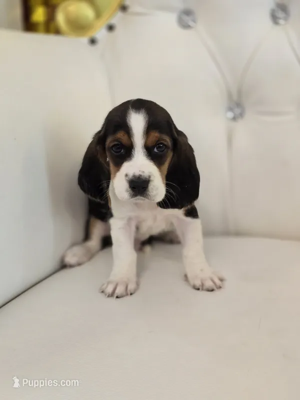 Bailey – Basset Hound puppy for sale in Forney, TX