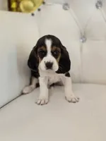 Bailey, a male Basset Hound for sale in Forney, TX – 1 of 4